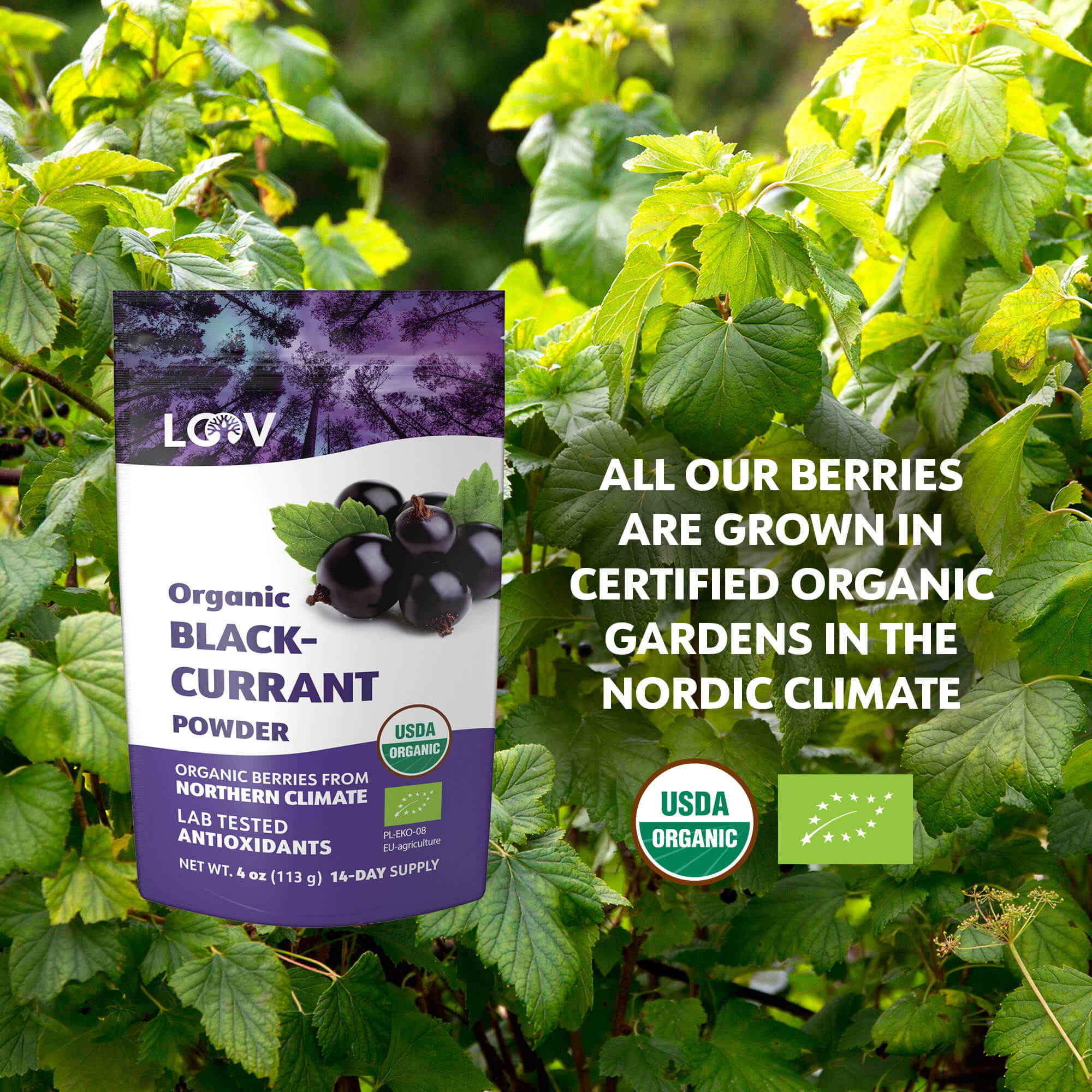LOOV - ORGANIC BLACK-CURRANT POWDER (FREEZE-DRIED)